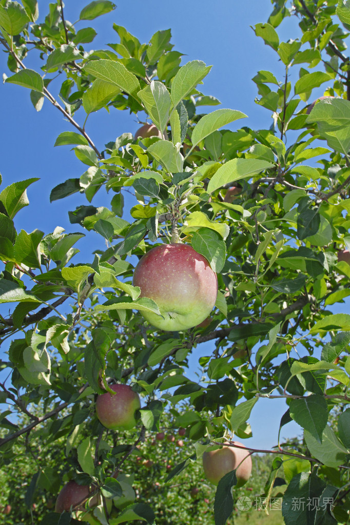 搜图下载苹果版appstore下载苹果版